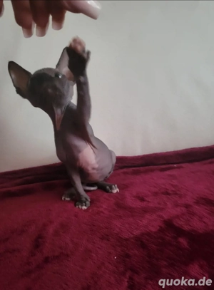 sphinx & elf baby katzen