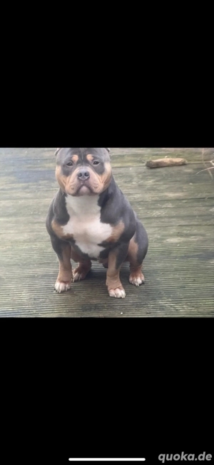 American Bully