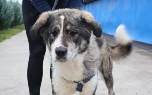 Stattliche Fera sucht liebevolles Zuhause