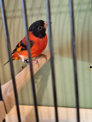 Kaputzenzeisig abzugeben 