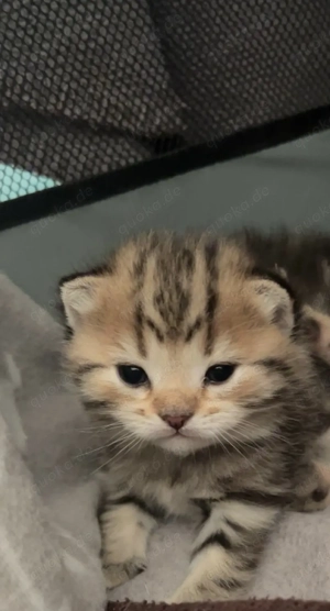 Wunderschöne BKH-Mix Kitten mit Bengal-Anteil suchen liebevolles Zuhause