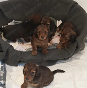 Zwerglanghaardackel Welpen