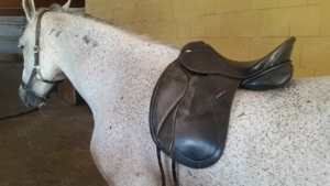 Suche Pflegebeiligung Reitbeteiligung auf liebem Wallach