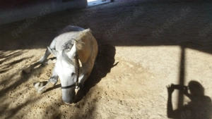 Suche Pflegebeiligung Reitbeteiligung auf liebem Wallach und 6 jährigen Stute