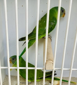 Schwarzkopfedelsittiche 