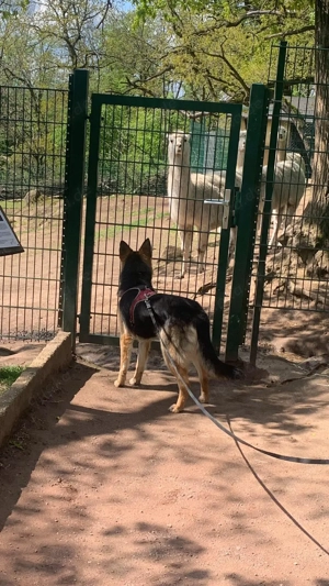 Meine Welpen dürfen zum 26.12. Ausziehen. 