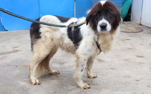 Sanfte Amara sucht liebevolles Zuhause