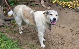 Einsame Cora sucht Familienanschluss