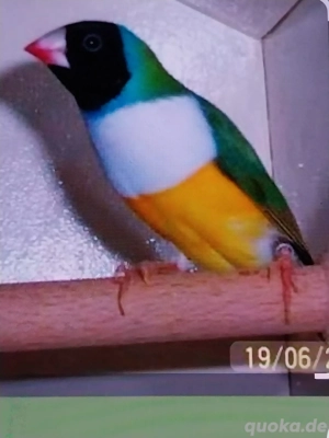 Suche Weißbrüstige Gouldsamadine