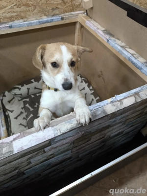 Pflegestellen gesucht