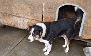 Wer nimmt Pelle seine Angst?