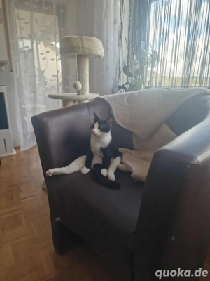 kasimir sucht ein neues zuhause 