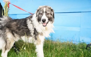 Wer schenkt dem schönen James sein Herz?