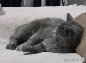 Katze- sehr lieb und zutraulich