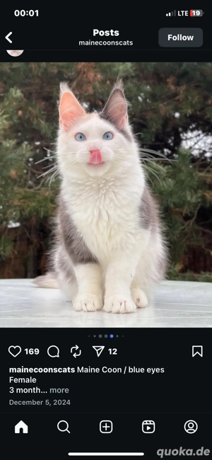 Bezaubernde Maine-Coon-Kätzchen   WhatsApp: 015510 546193