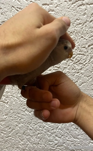 Handzahmen Nymphensittiche