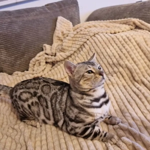 Wunderschöner Kater mit Stammbaum 