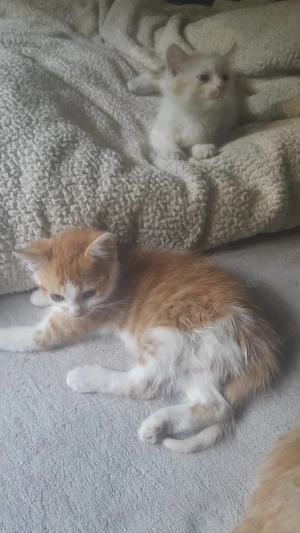 Baby katzen zu verkaufen