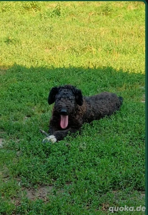 Hündin sucht Familie 