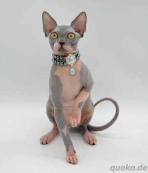 Canadian Sphynx Elf Katzen Stammbaum Schnurrhaare 