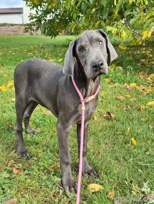 Dobermann Welpen in Blue&Rust und Blue Melanistic