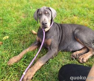 Dobermann Welpen in Blue&Rust und Blue Melanistic 