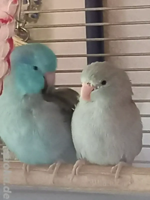Blaugenicksperlingspapageien Paarpreis 