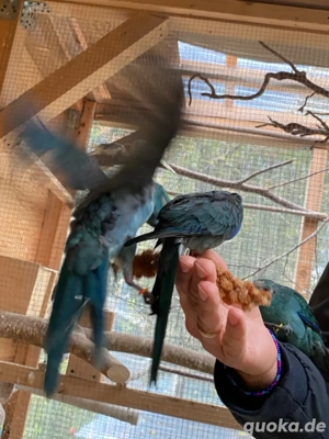 Ziegensittich Türkis