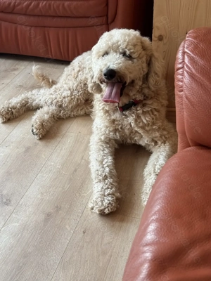 Königspudel Deckrüde 62 cm Schulterhöhe 