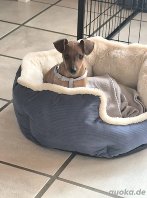 Zwergpinscher Welpe in liebevolle Hände abzugeben