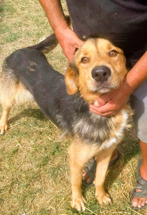 Sajan - ein Freund und noch viel mehr