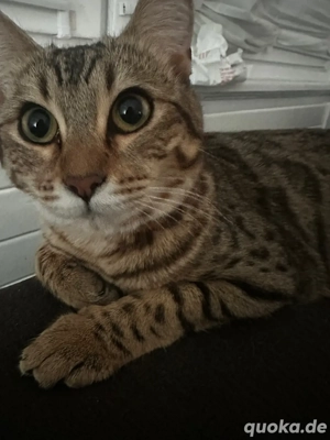 Perser Bengal Mischling 