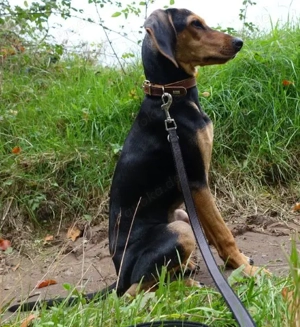  Solen, geb. ca. 04 2025, lebt bei einem Ehepaar in 79733 Görwihl Bild 7