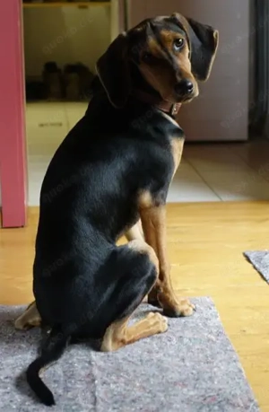  Solen, geb. ca. 04 2025, lebt bei einem Ehepaar in 79733 Görwihl Bild 3