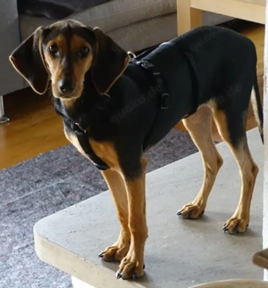  Solen, geb. ca. 04 2025, lebt bei einem Ehepaar in 79733 Görwihl Bild 2