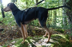  Solen, geb. ca. 04 2025, lebt bei einem Ehepaar in 79733 Görwihl Bild 8