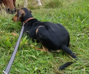  Solen, geb. ca. 04 2025, lebt bei einem Ehepaar in 79733 Görwihl Bild 5