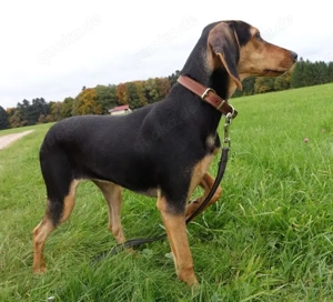  Solen, geb. ca. 04 2025, lebt bei einem Ehepaar in 79733 Görwihl Bild 6