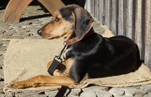  Solen, geb. ca. 04 2025, lebt bei einem Ehepaar in 79733 Görwihl Bild 4