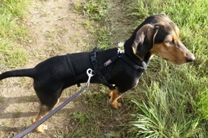  Solen, geb. ca. 04 2025, lebt bei einem Ehepaar in 79733 Görwihl Bild 9