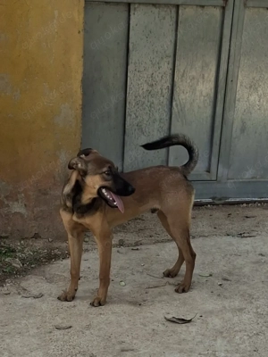Malinois Welpe   Jungrüde 