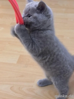 Britisch-Kurzhaar-Kitten suchen ihr Kuschelzuhause