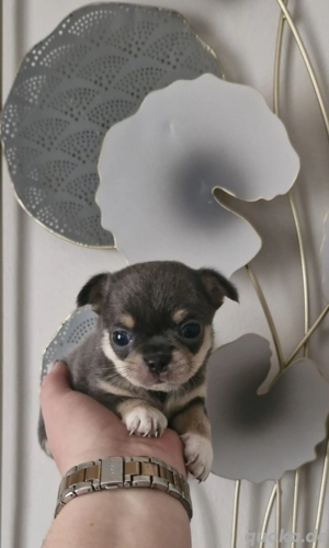 Typvoller Kurzhaar Chihuahua Rüde in blue tan tricolor