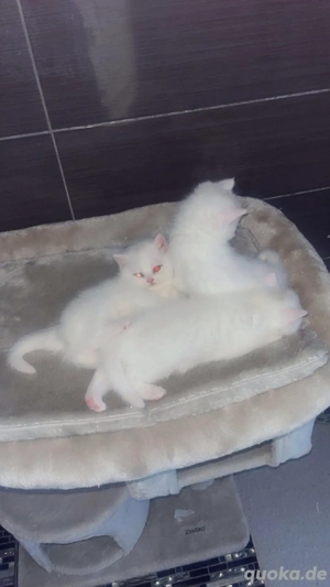 babykatzen zu verkaufen Bild 2