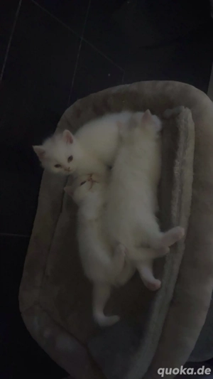 babykatzen zu verkaufen Bild 3