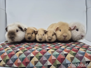 rex Meerschweinchen Mädchen Und Frühkastraten 