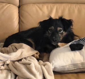 Mischlingsrüde 11 Monate