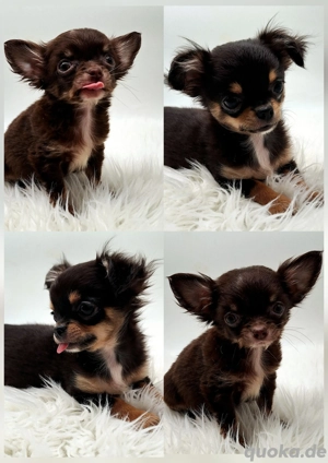 Chihuahua Welpen bereit für ihr neues Zuhause