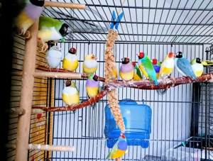 Gouldamadinen wildfarben LB WB und gelb ca 1 Jahr jung, 