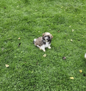 Havaneser Rüde mit Ahnentafel 